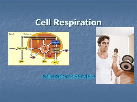cellular respiration cartoon|cellular respiration simulation.
